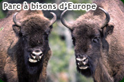 Parc des bisons d'Europe
