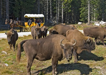 Parc des bisons d'Europe en Lozère