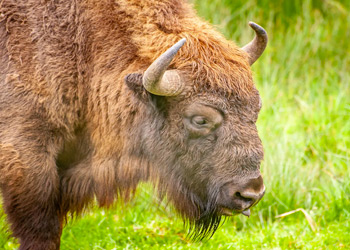 Parc des bisons à Sainte Eulalie