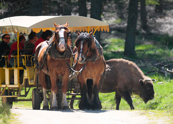 Parc des bisons d'Europe à Sainte Eulalie