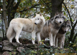 Le parc des loups du Gévaudan à Sainte Lucie