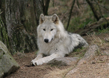 Le parc des loups du Gévaudan en Lozère