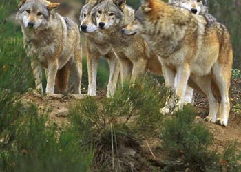 Le parc des loups du Gévaudan en Lozère