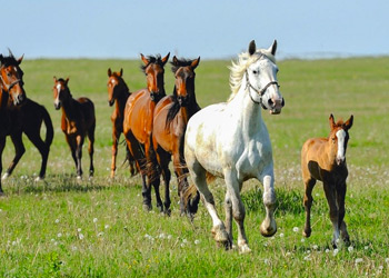 Randonnée à cheval en Lozère